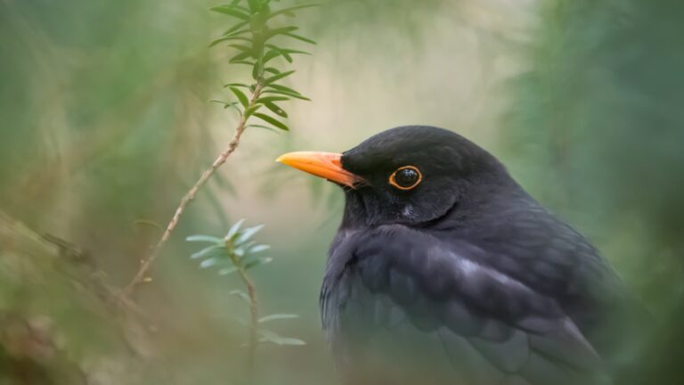 The Blackbird’s Favorite