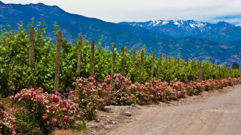 No Frosties were Harmed in Making this Wine