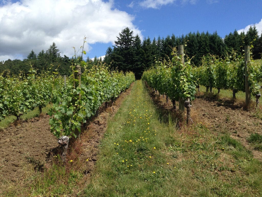 Organic vineyards of Résonance in Oregon