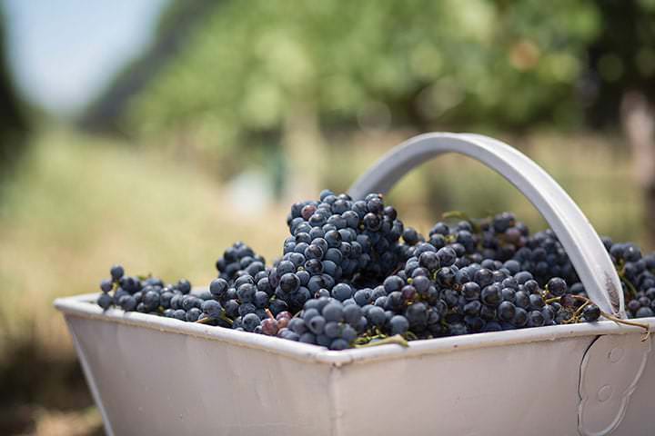Basket of Pinot Noir red wine grapes
