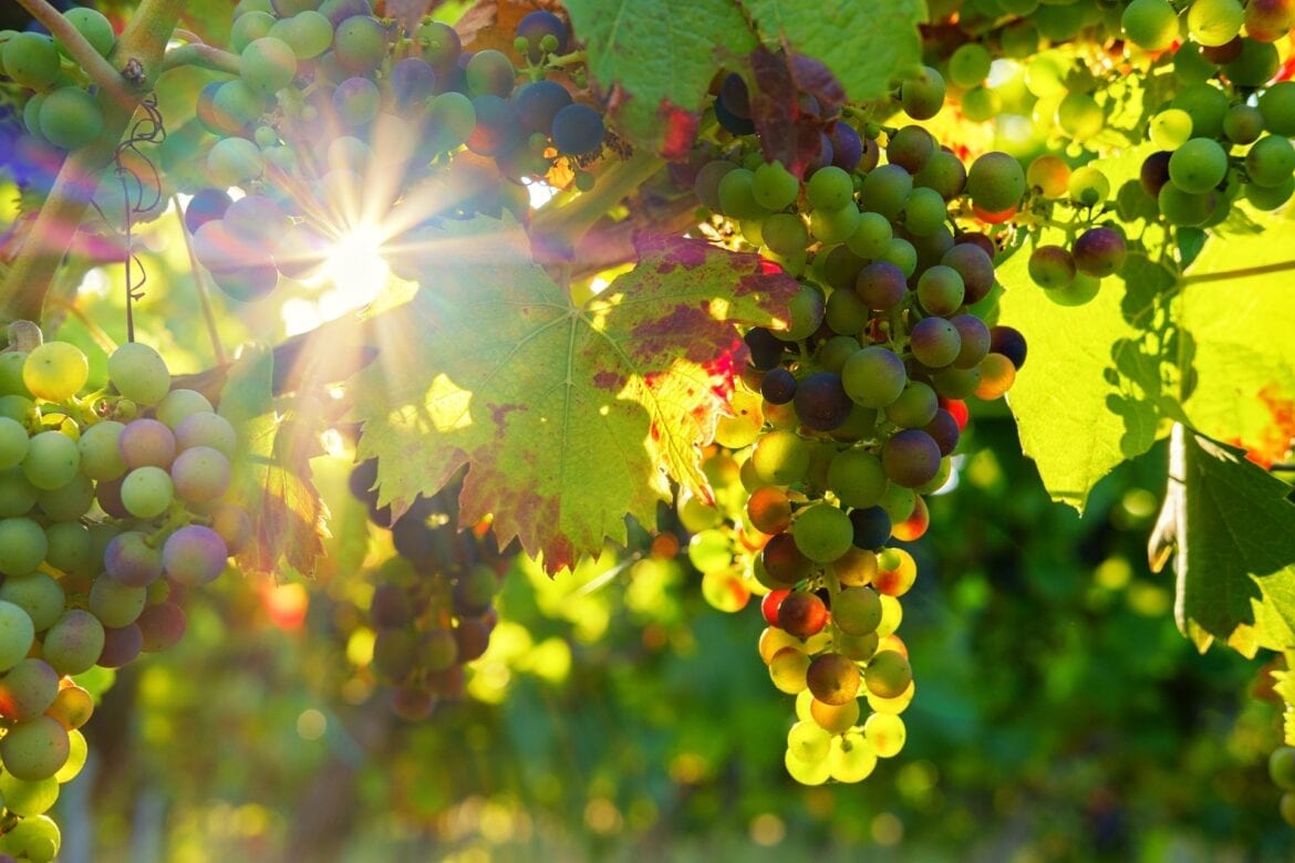 Grape Synonym Quiz Grapes, Sunshine Vineyard