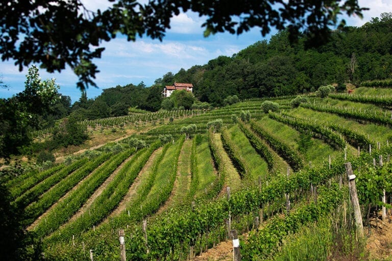 Vineyard in Friuli, Italy