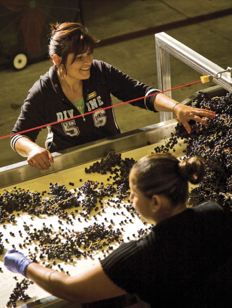 Sorting grapes on winery sorting table, St. Francis