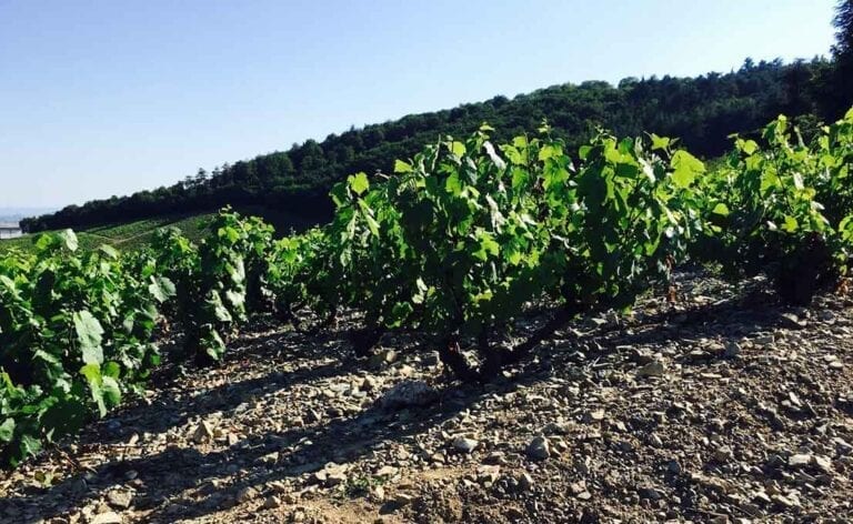 Bush Vines in a Beaujolais cru vineyard