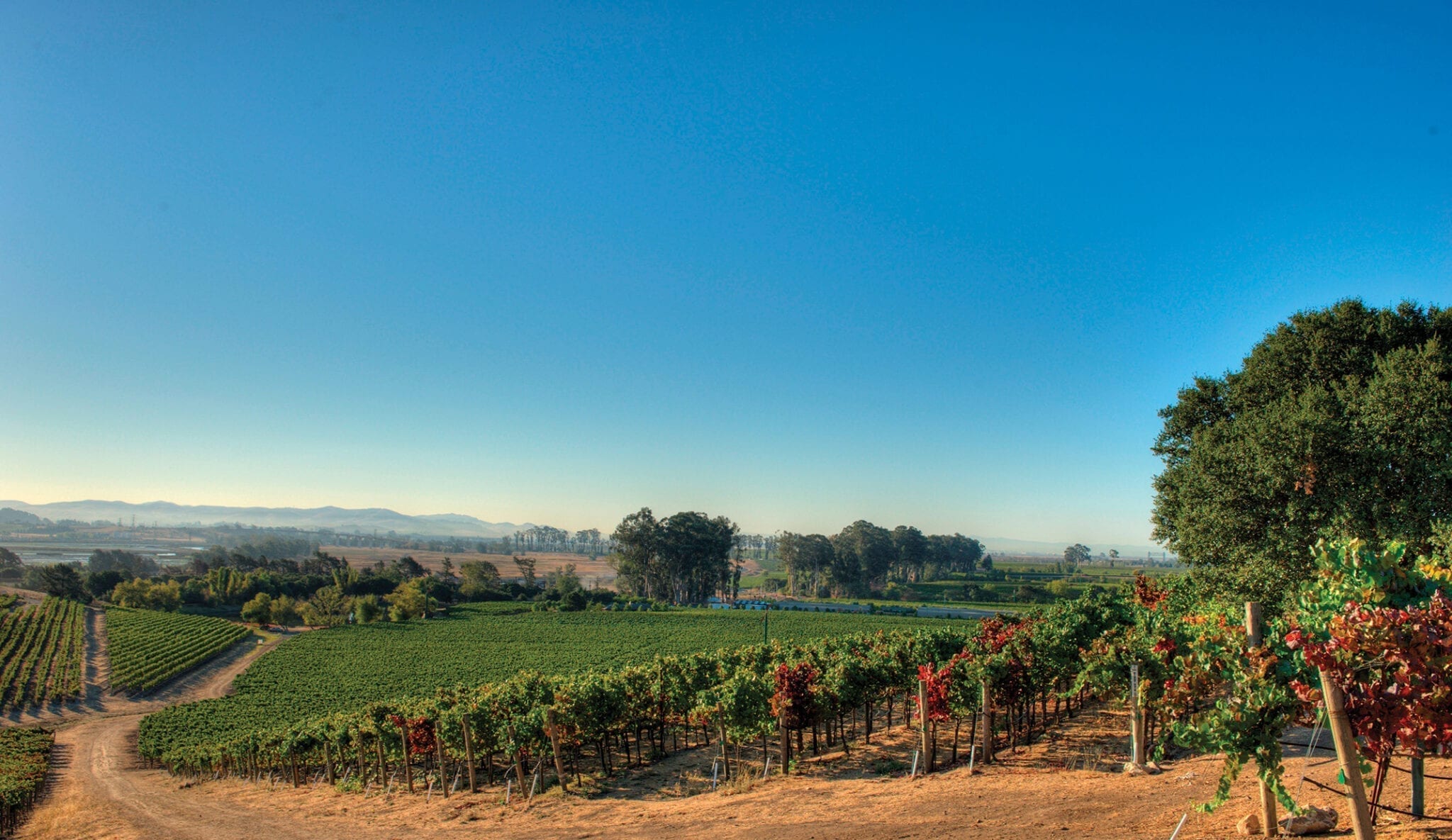 California Wine Country Trivia Wine 365