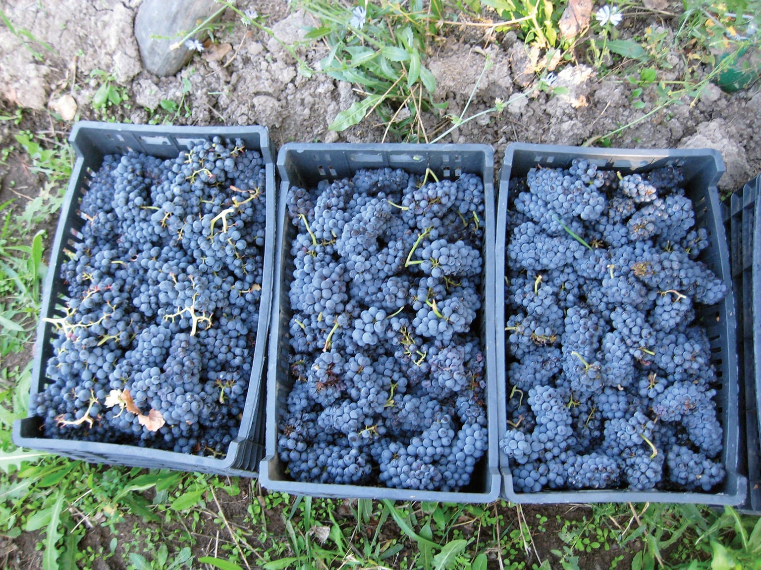 Pinot Noir Grapes. Photo: Bodega Chacra