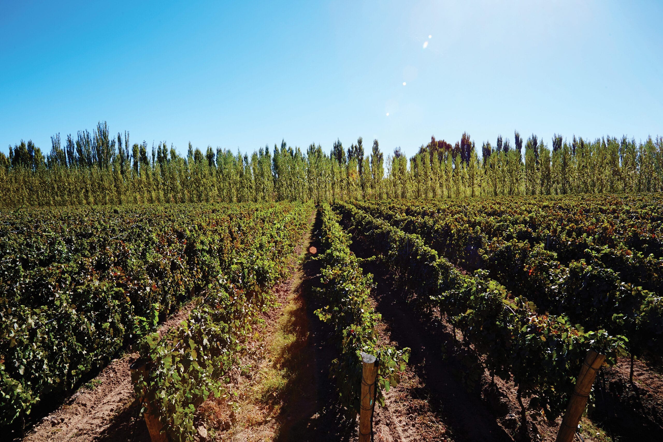 Chacra vineyards in Argentina