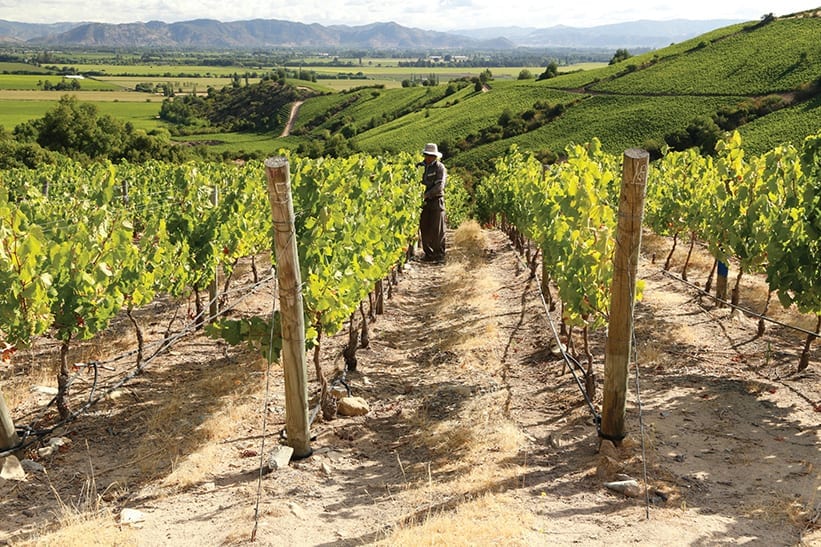 Apalta vineyard - Montes Winery - Chile