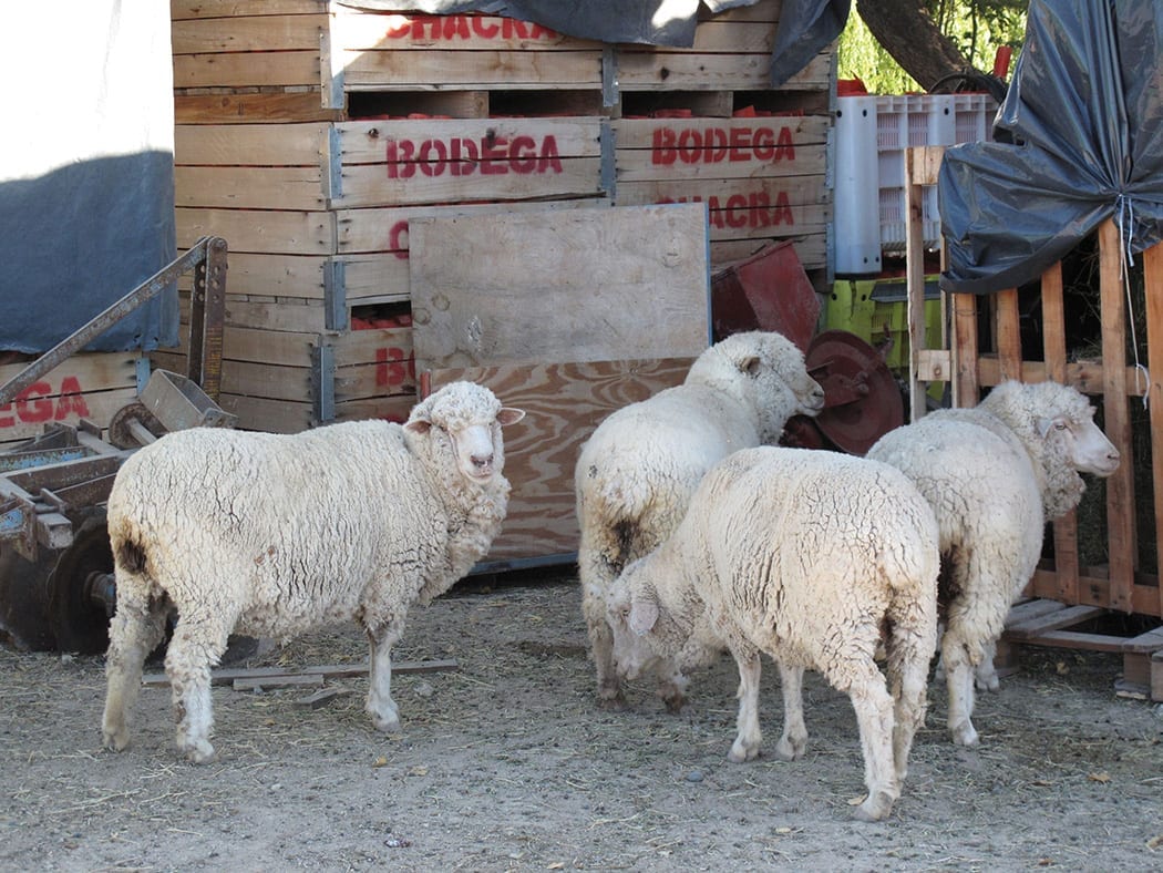 Chacra Sheep