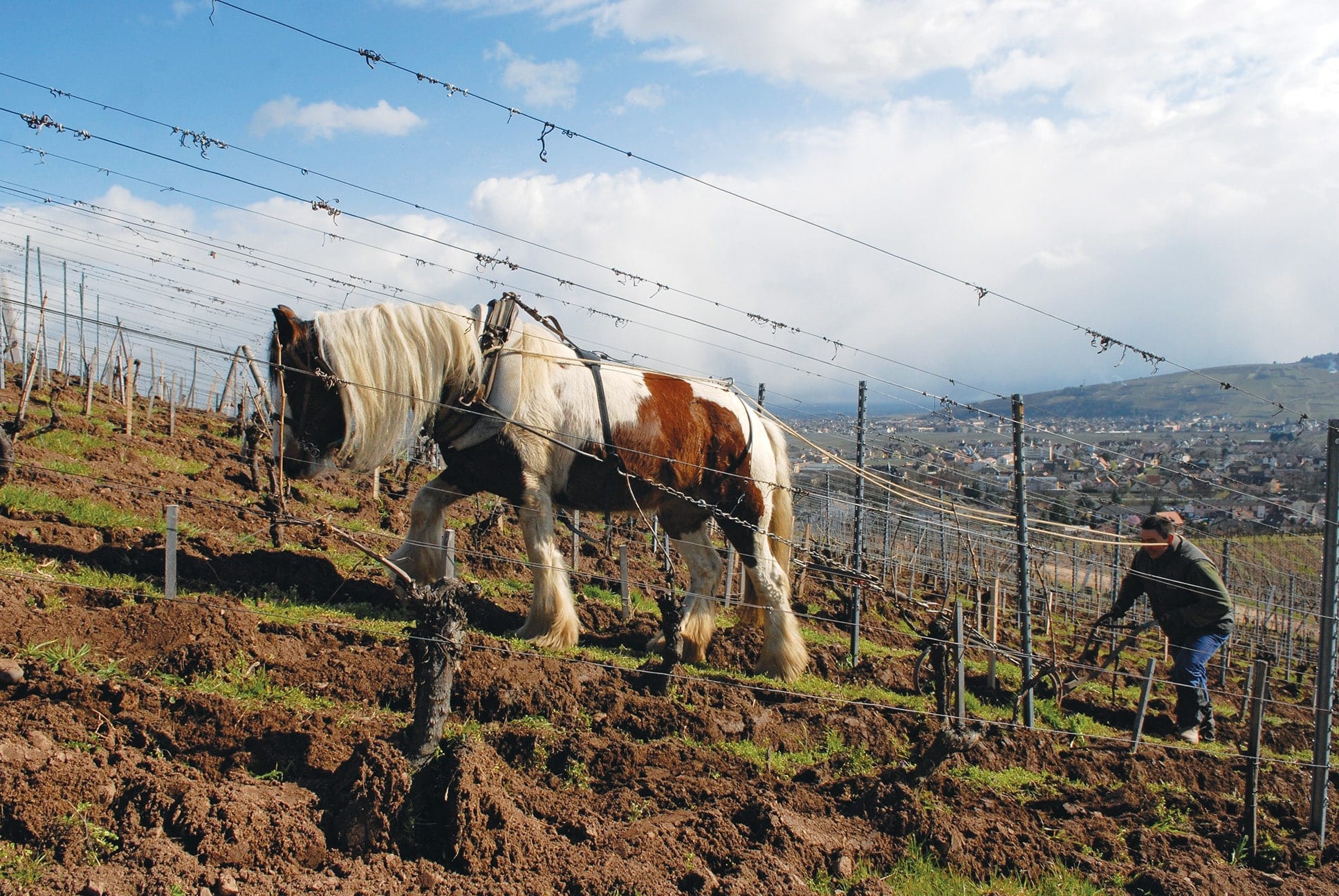 Plowing with a Horse at Domaine Zind-Humbrecht