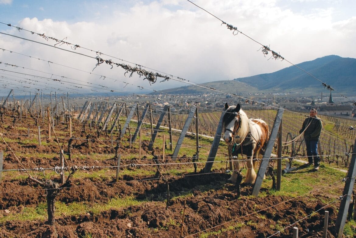Earth Day Wines and a Pandemic Reflection a Year in the Making Domaine Zind-Humbrecht plowing horse in vineyard, green, sustainable winemaking, Alsace