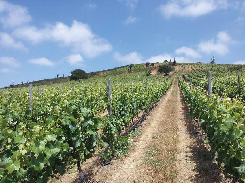 Chilean red wine vineyard - Montes