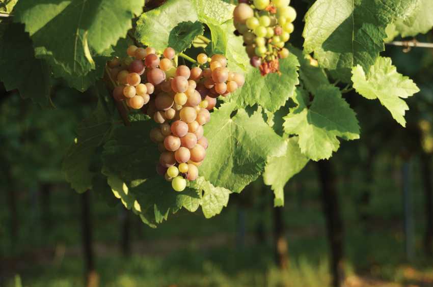 Grapes of Domaine Zind-Humbrecht in Alsace, France