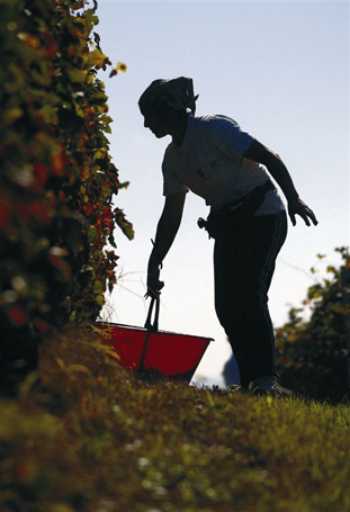 Grape picker during harvest at Michele Chiarlo winery
